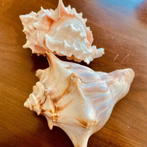 Beautiful Beach Life Shell Decor Set of TWO Shells